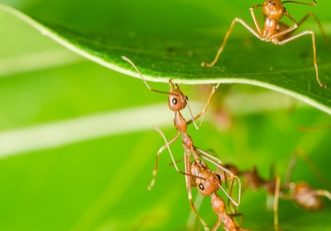 Red ants build home