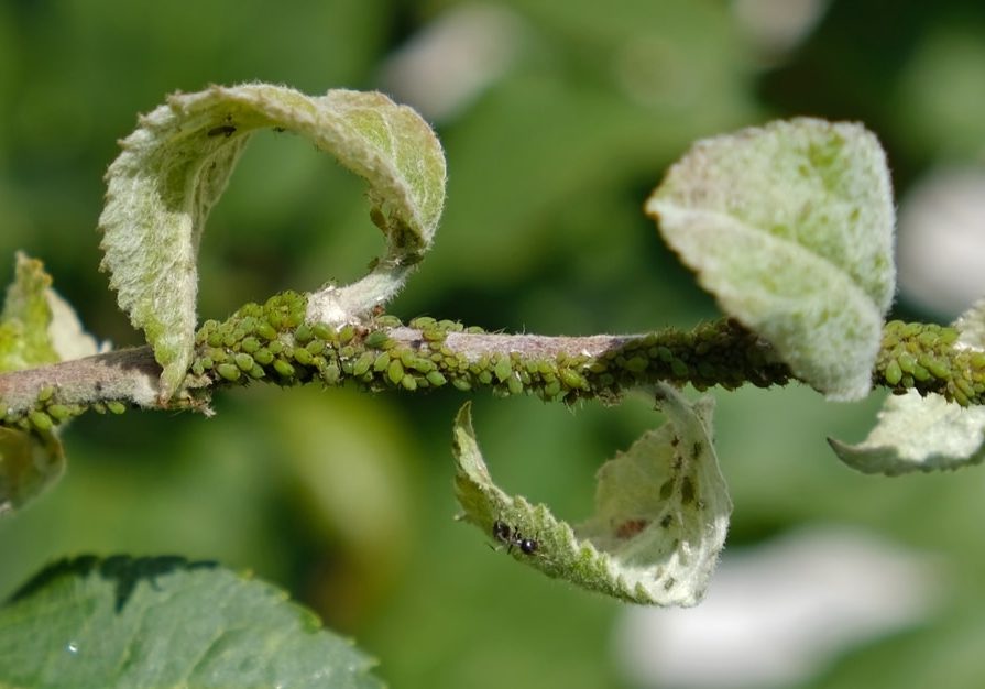 Close-up,Of,Aphid,Colony,-,Aphididae,And,Ants,-,On Close-up of Aphid colony - Aphididae and ants - on aple tree leaf.