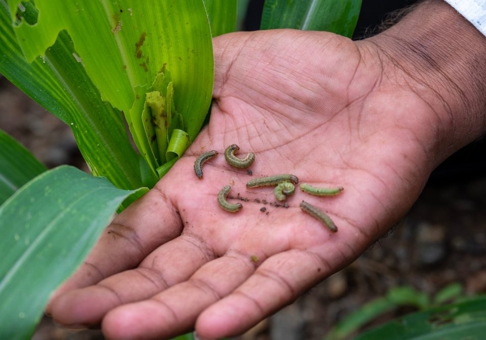 the armyworm attack the maize leaves