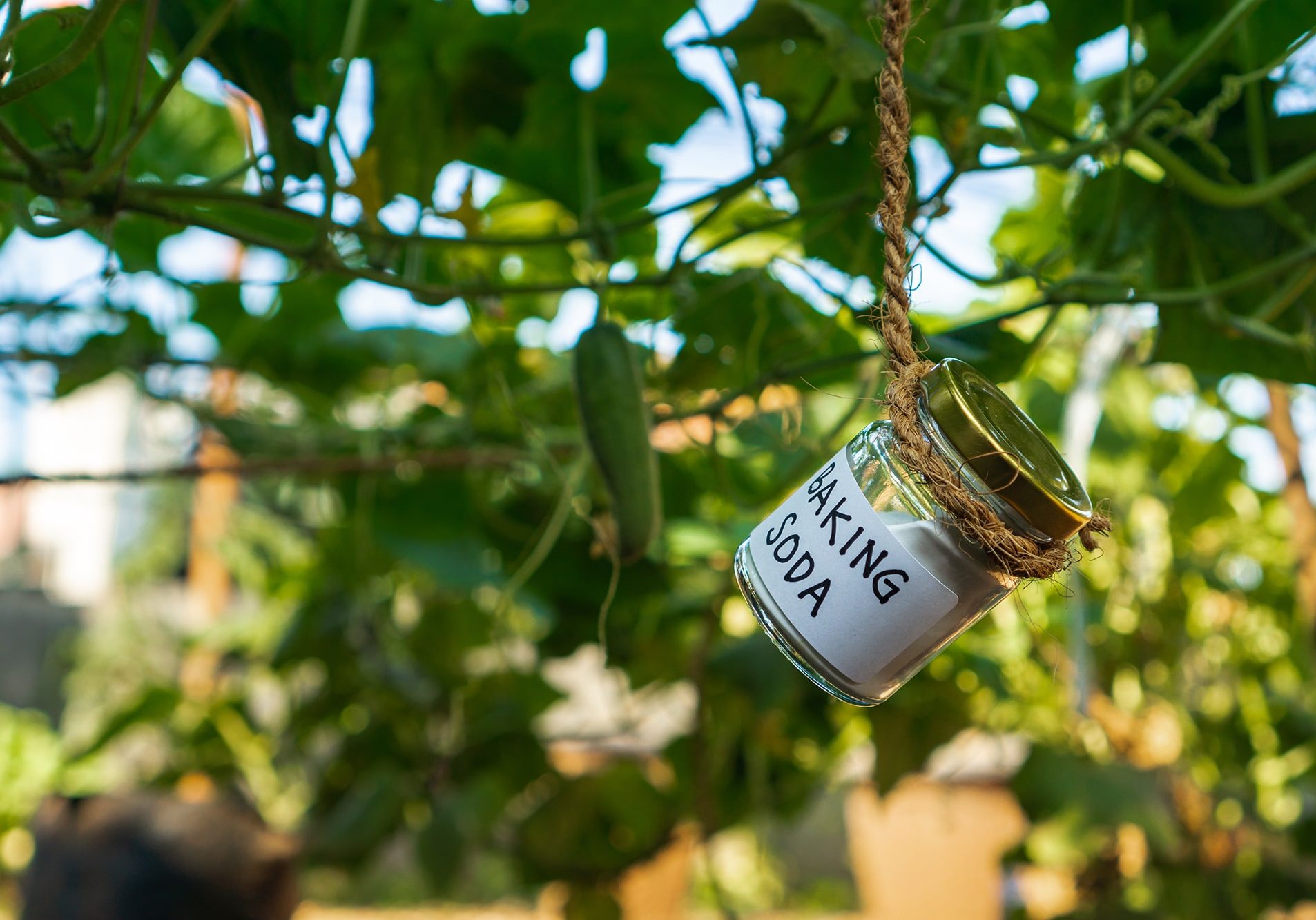 Using baking soda, sodium bicarbonate in home garden and agricultural field