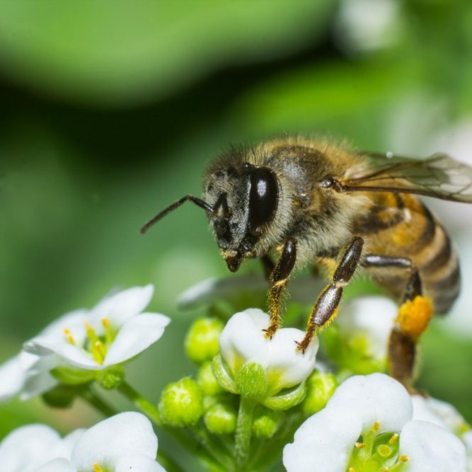 Macro of a bee collecting nectar