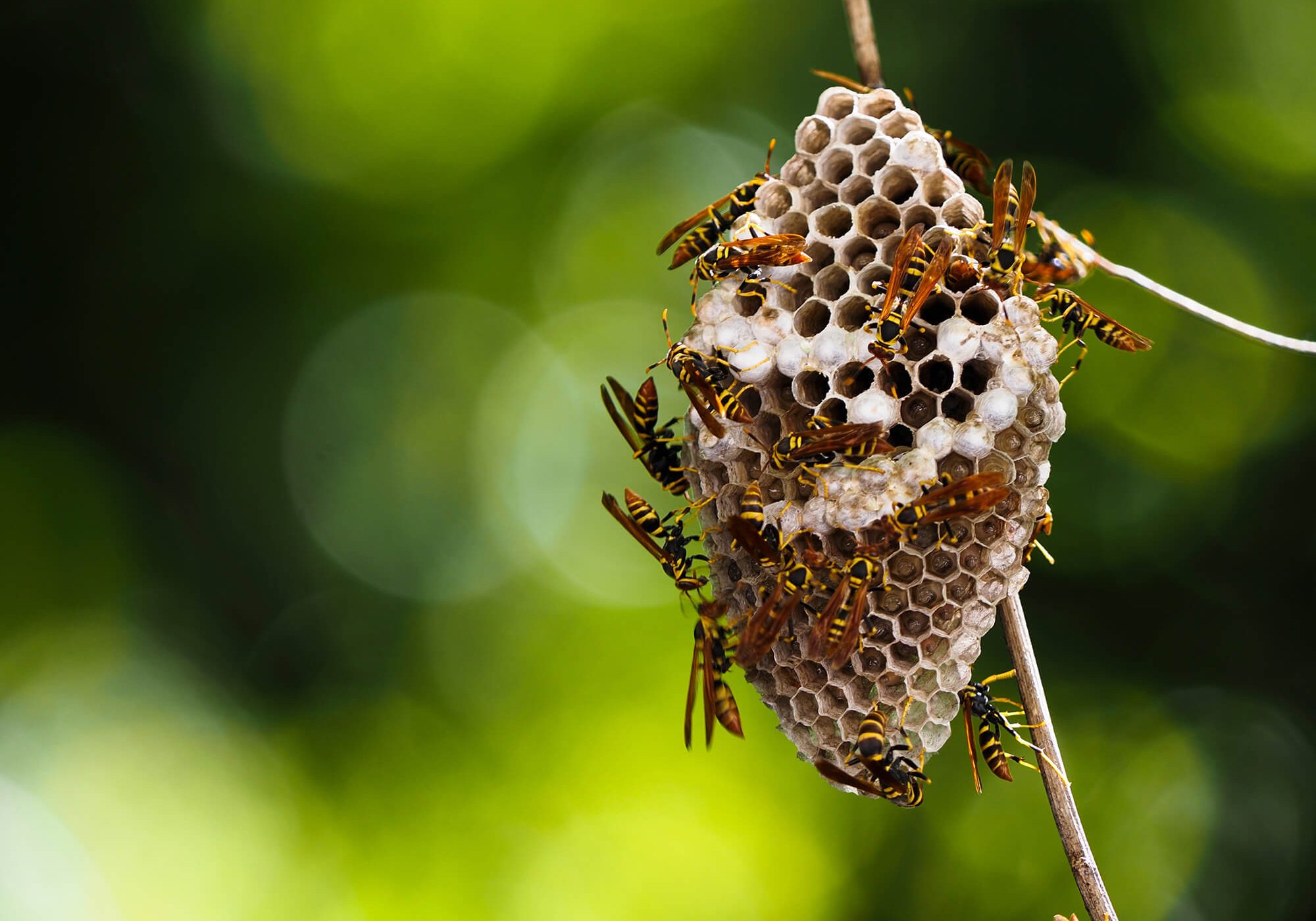 Wasp Nest with Pupae