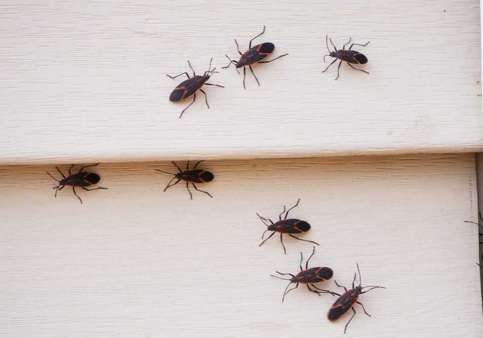 Boxelder bugs or Boisea trivittata cling to the walls of a house during the fall season in America