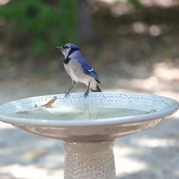 Blue Jay visiting the bird bath