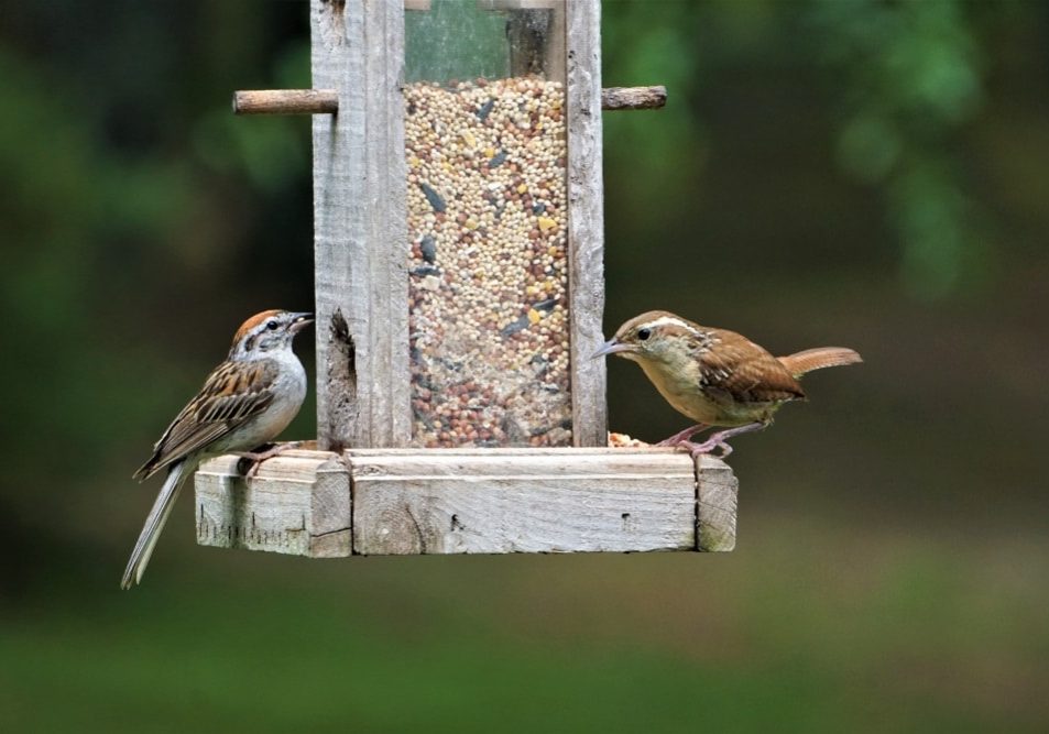 A pair of Carolina wren on the wooden feeder