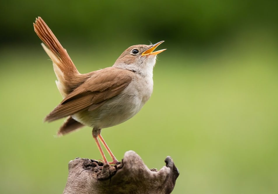 Common Nightingale (Luscinia megarhynchos), beautiful small orange songbird Common Nightingale (Luscinia megarhynchos), beautiful small orange songbird