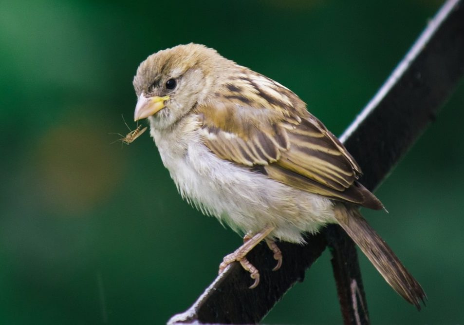 Sparrow with mosquito in its beak