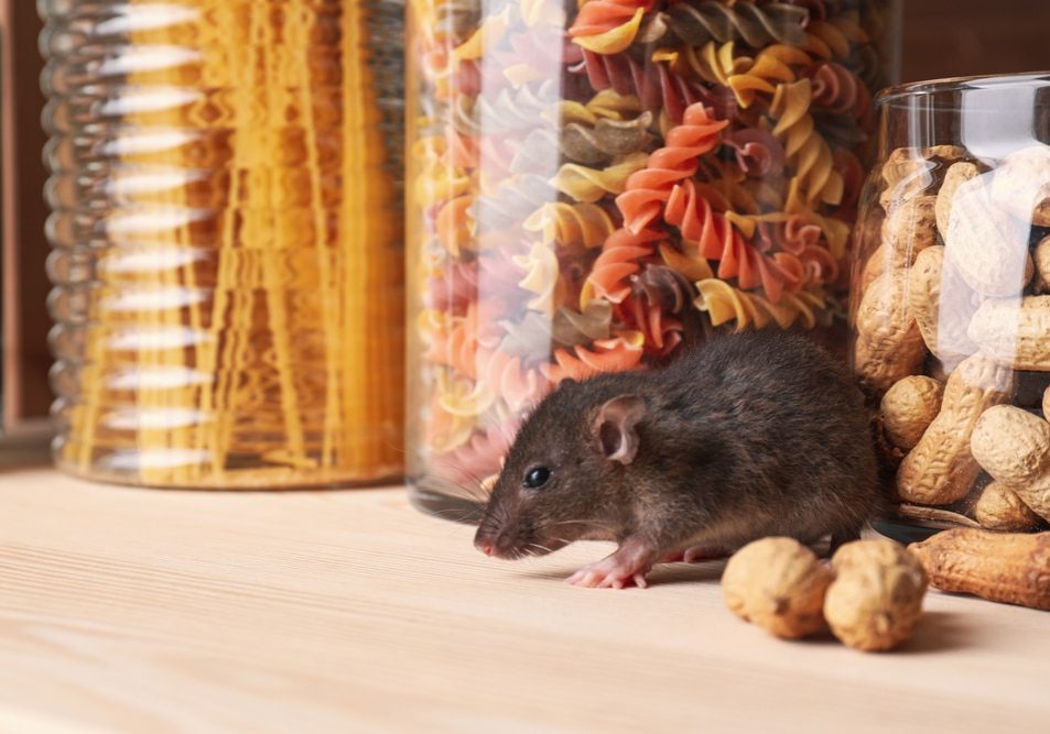 Small brown rat looking for food on wooden shelf