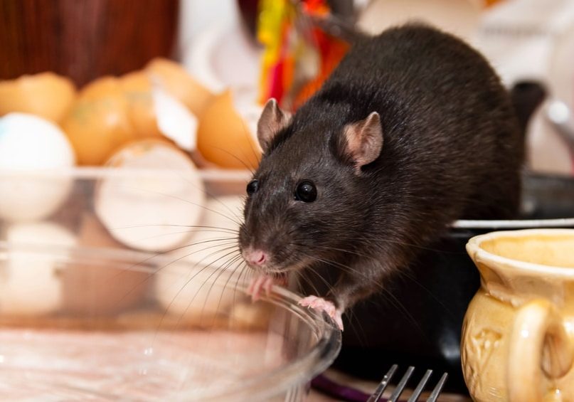 Rat crawls in the kitchen on dishes and looking for food.