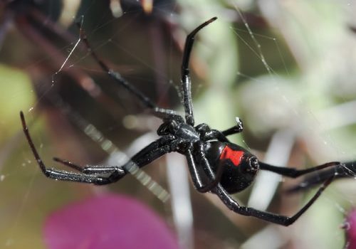 A Deadly Black Widow Spider Waits in its Web