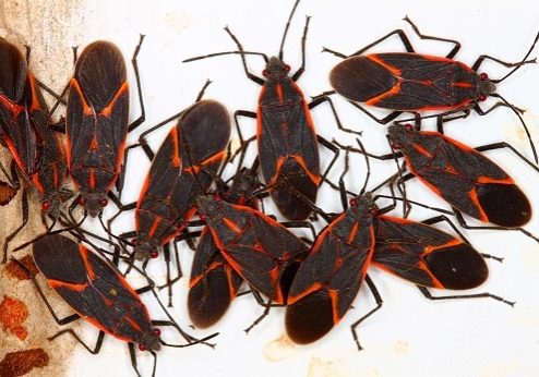 Boxelder Bugs (Boisea trivittata) often gather in large numbers in northern Illinois.