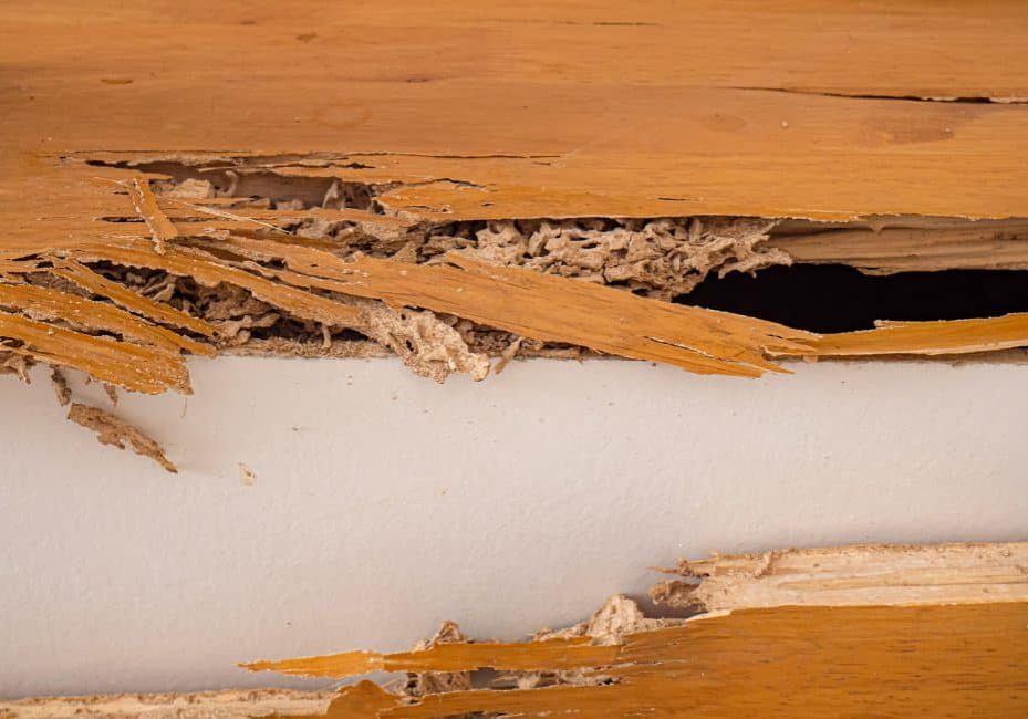 House stairs that were bitten by termites
