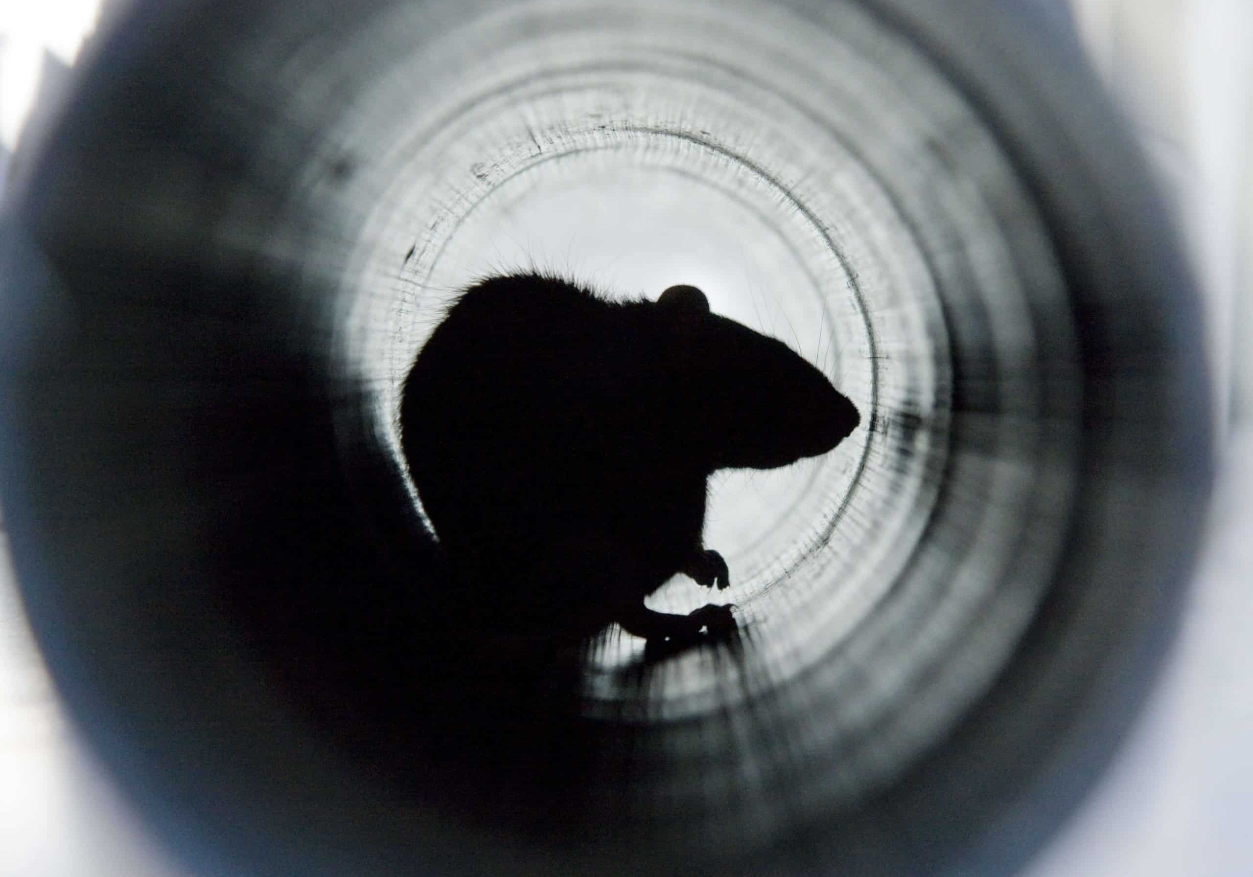 A closeup shot of a brown rat in a water pipe