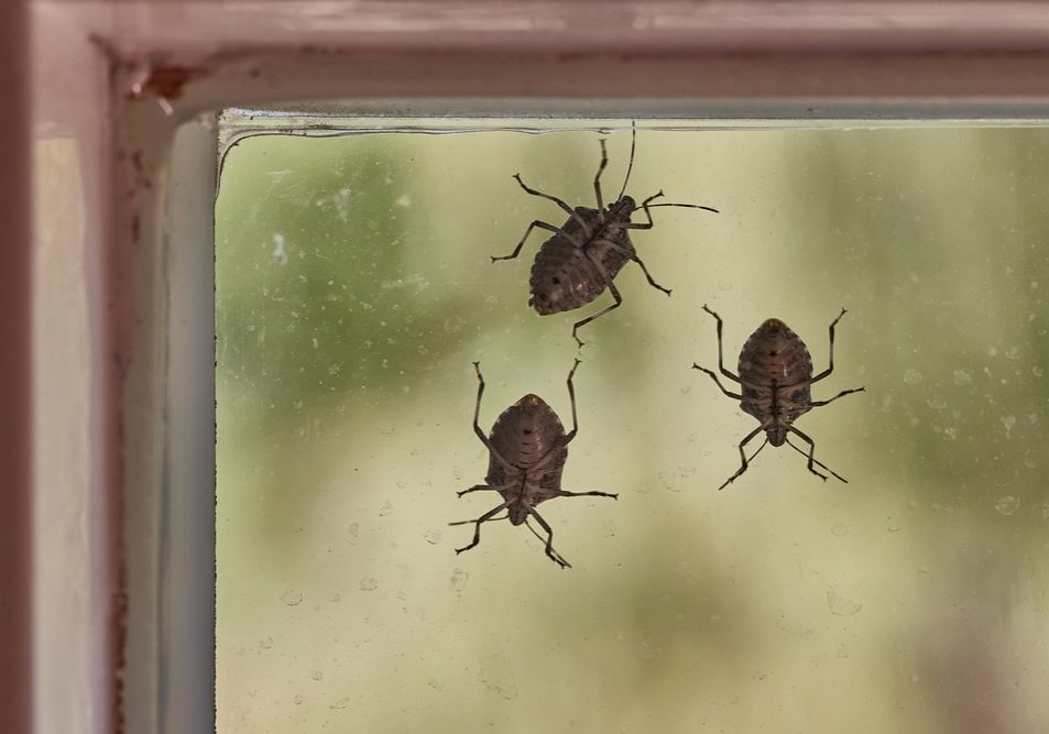 Stink bugs on a window glass surface in sunlight