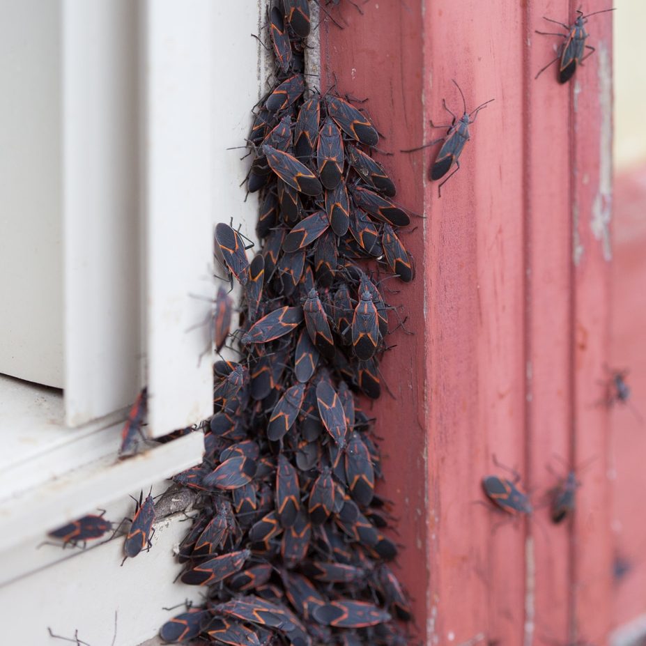 A,Large,Group,Of,Box,Elder,(boisea,Trivittata),Bugs,Emerging A large group of Box Elder (Boisea trivittata) bugs emerging