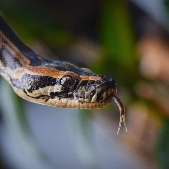 Sanca Bodo or Burmese python