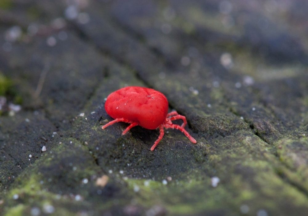 chigger