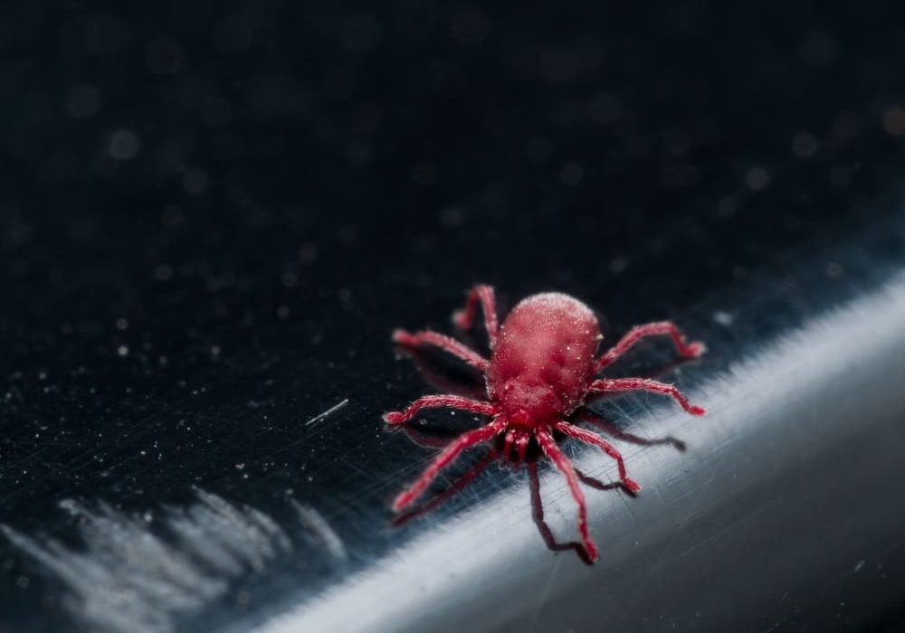 Clover Mite
