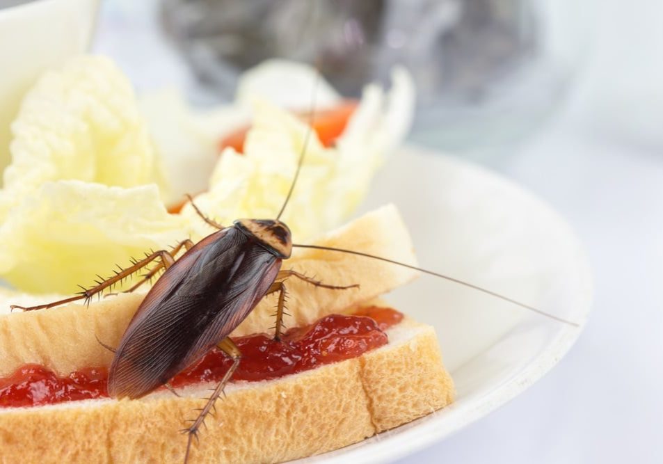 Cockroach eating whole wheat bread Cockroach eating whole wheat bread