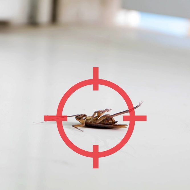 target dead cockroach target dead cockroach