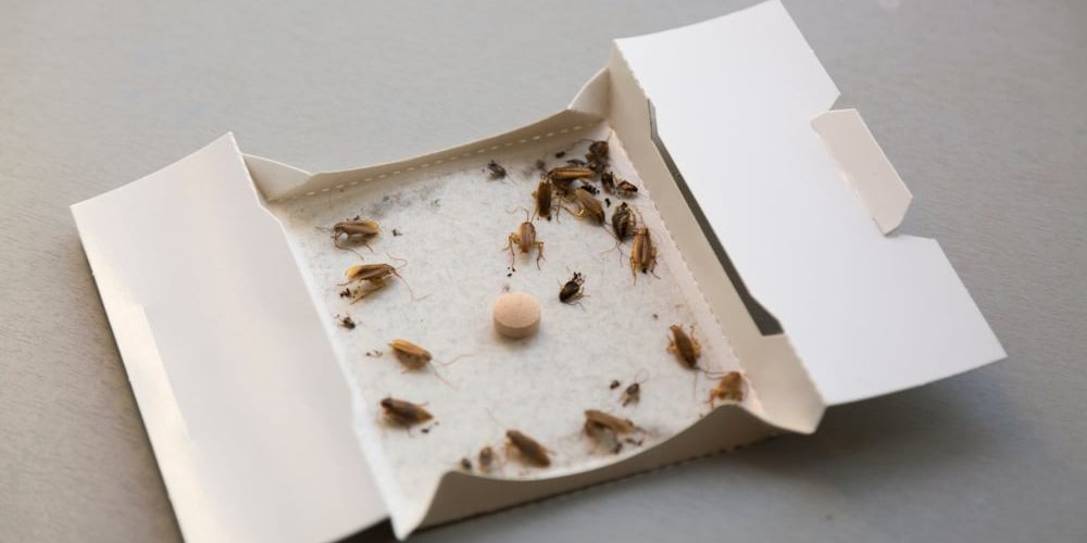 how to remove cockroaches from your home