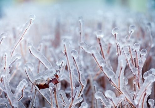 Ice on twigs