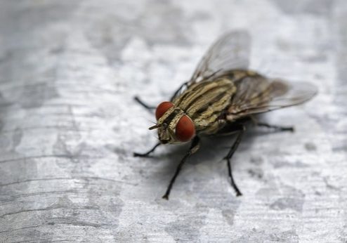 Fly sitting on zinc metal