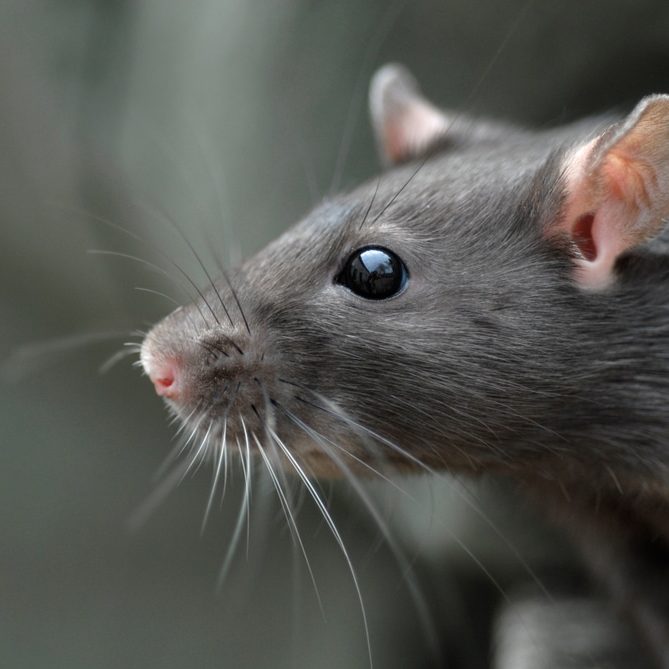 Head,Of,Young,Common,Rat Head of young common rat