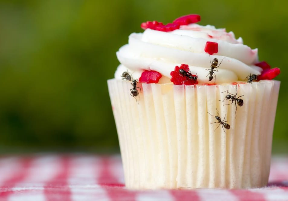 Closeup,View,Of,Ants,On,A,Cupcake.,There,Are,Several Closeup view of ants on a cupcake