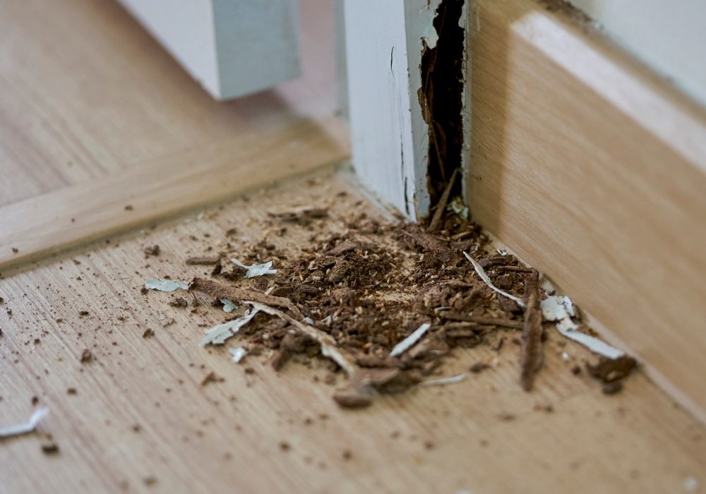 A close-up of termites in a house and the damage they caused.
