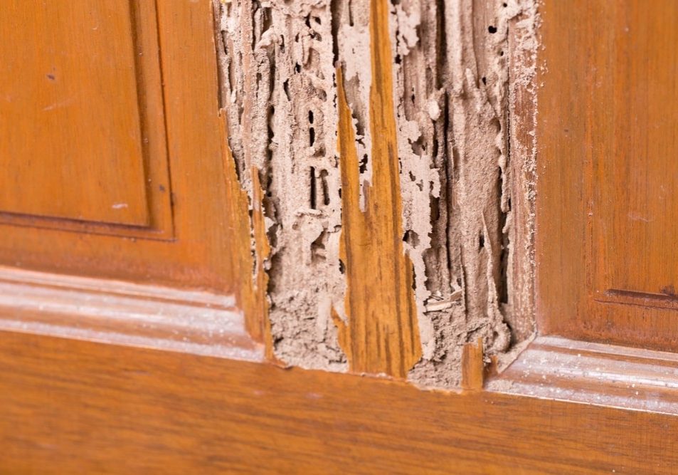 The wood door with termites damage