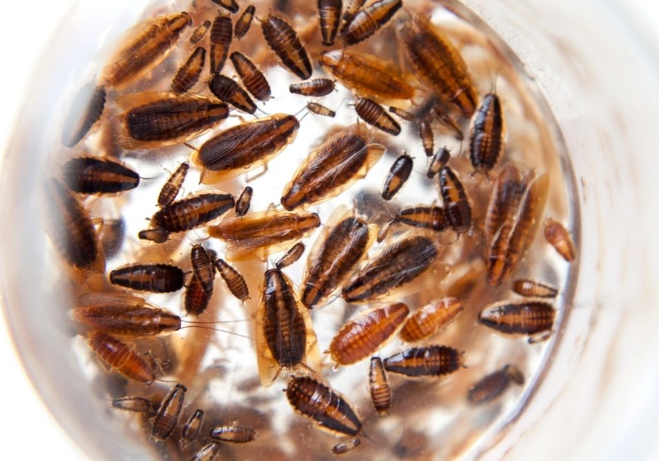 Roaches of different development stages Roaches of different development stages