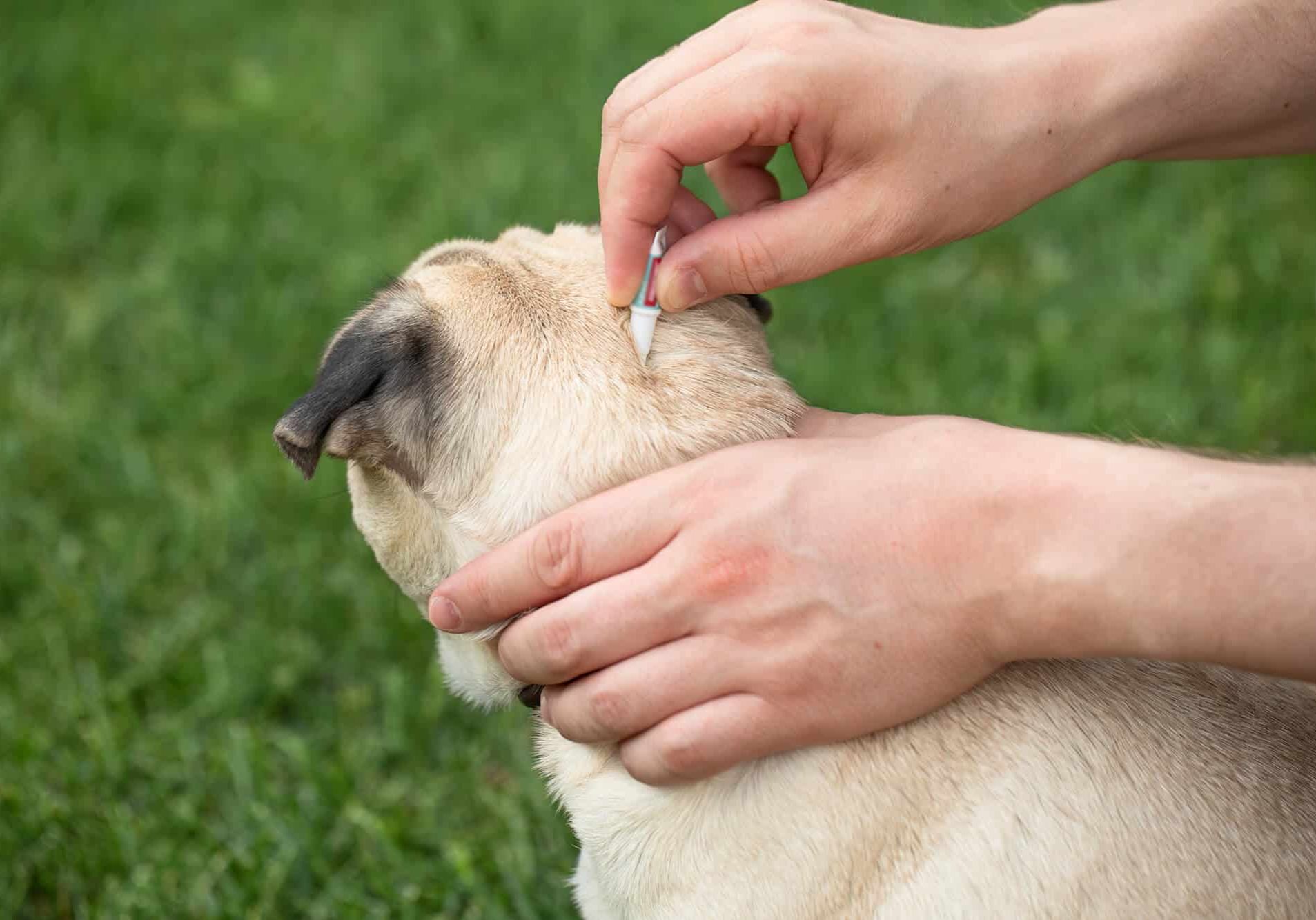 A man treats a dog against ticks and fleas