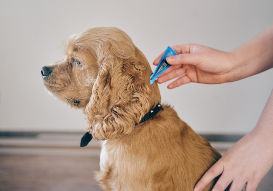 the dog is treated with a flea remedy.