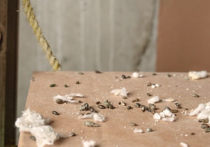 Mice droppings on cardboard box with ceiling insulation pieces