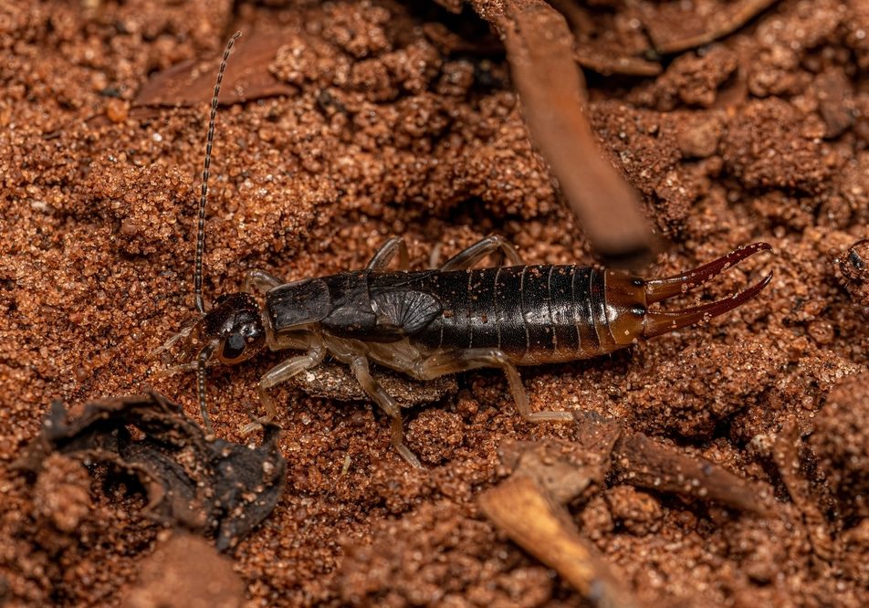 Adult Shore Earwig
