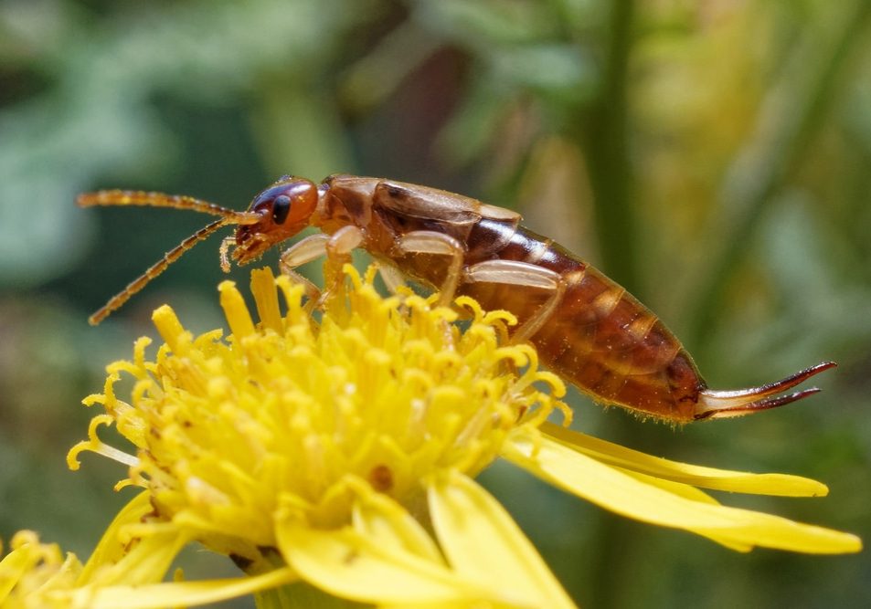 A macro of the European earwig covered in pollen on a flower
