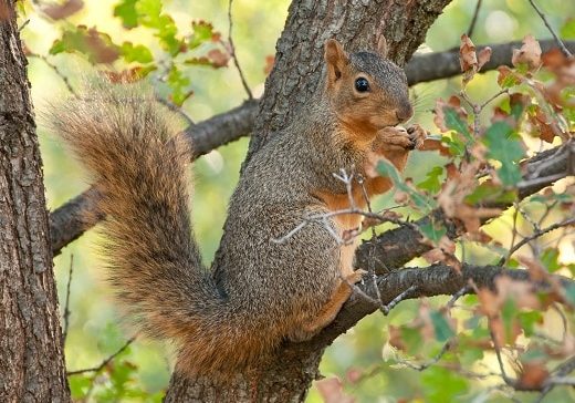 Squirrel eating nut sitting in tree