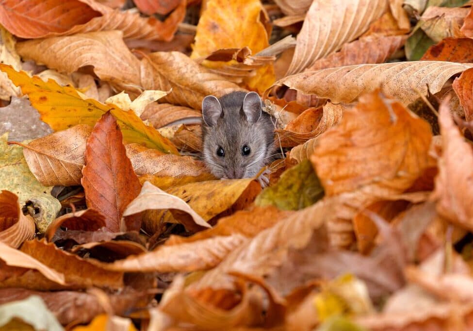 The deer mouse is a rodent native