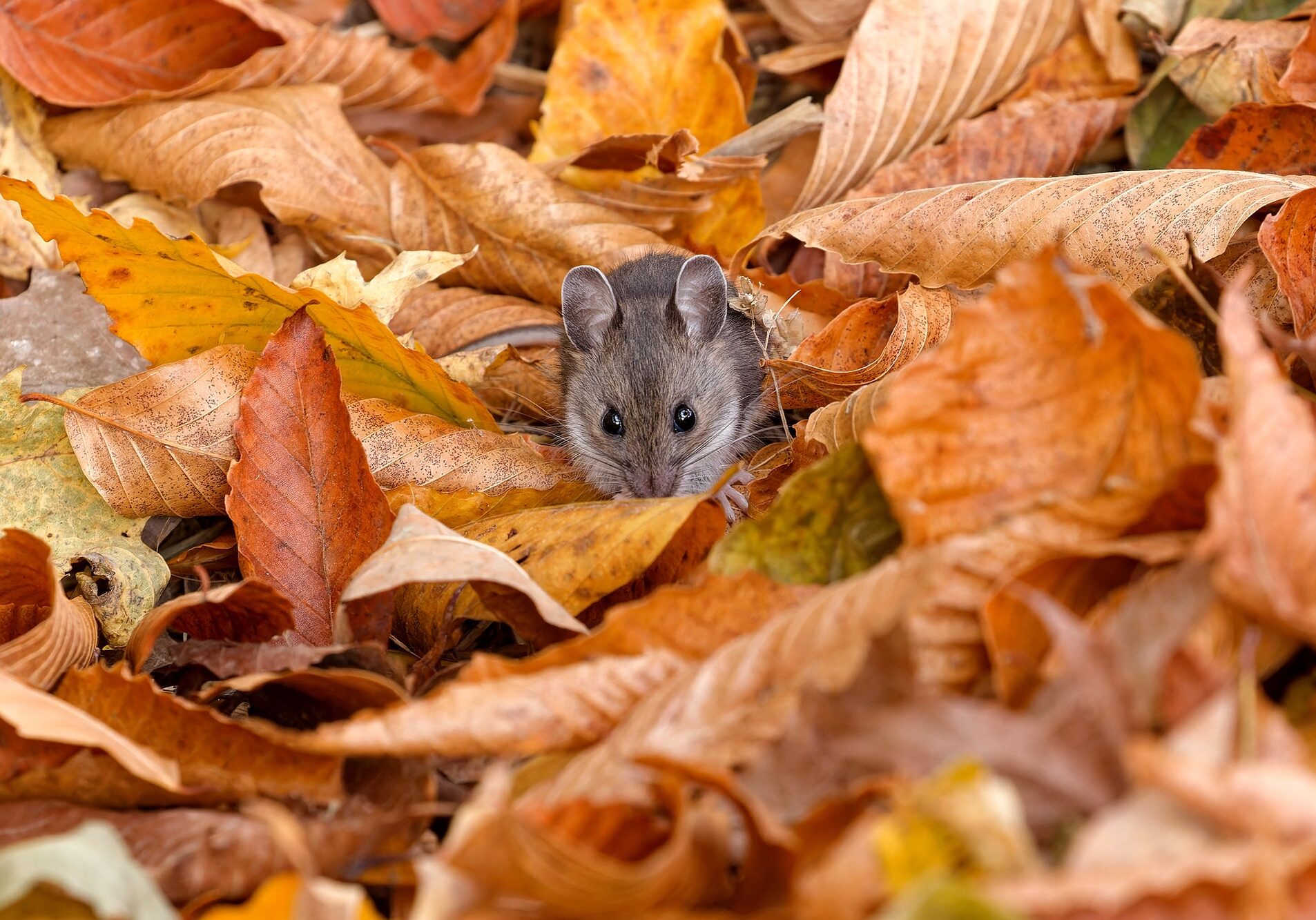 The deer mouse is a rodent native