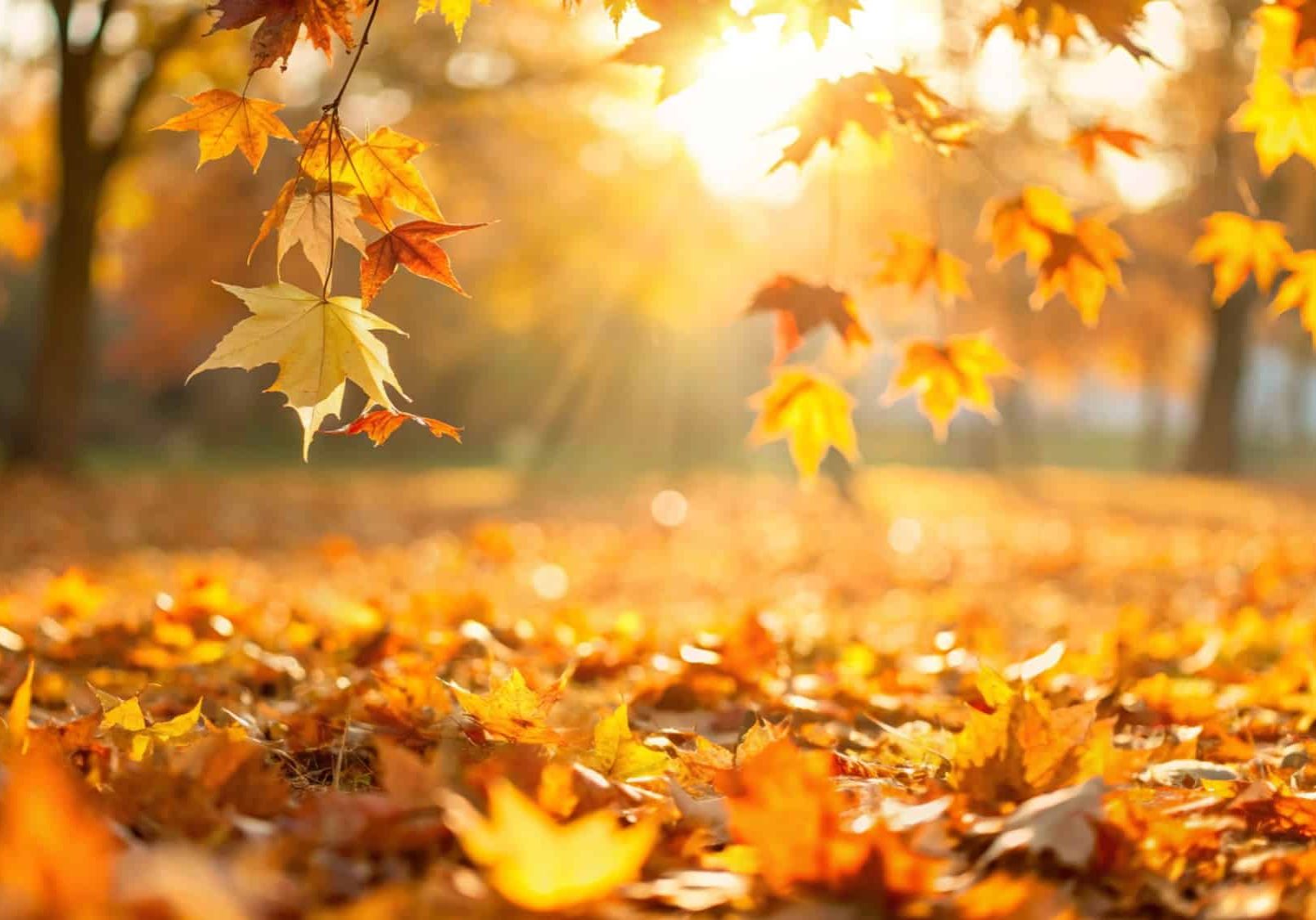 Orange fall leaves in park