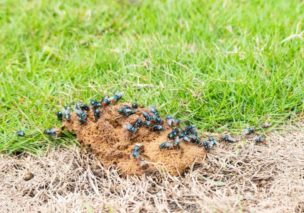 A striking close-up of nature captures fresh animal faeces settling on a half-green, half-brown patch of grass, teeming with feeding flies