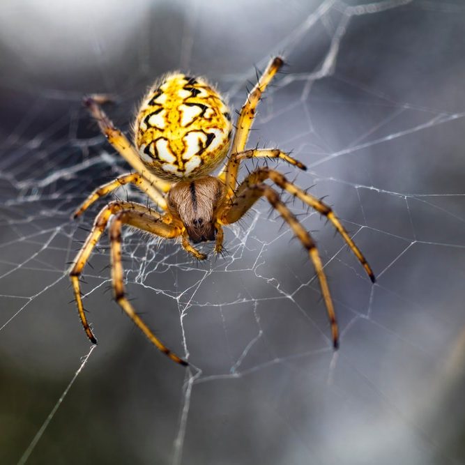 A beautiful Macro-photo of a beautiful female spider