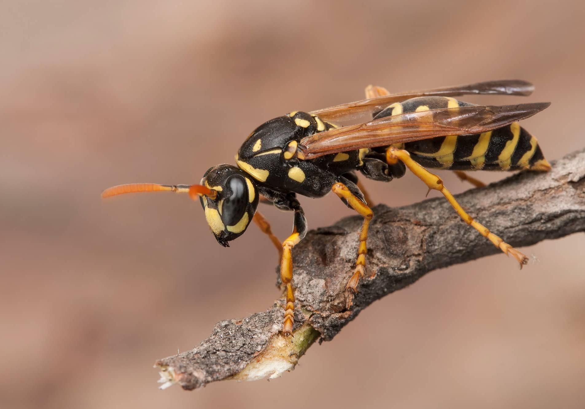 Female of paper wasp