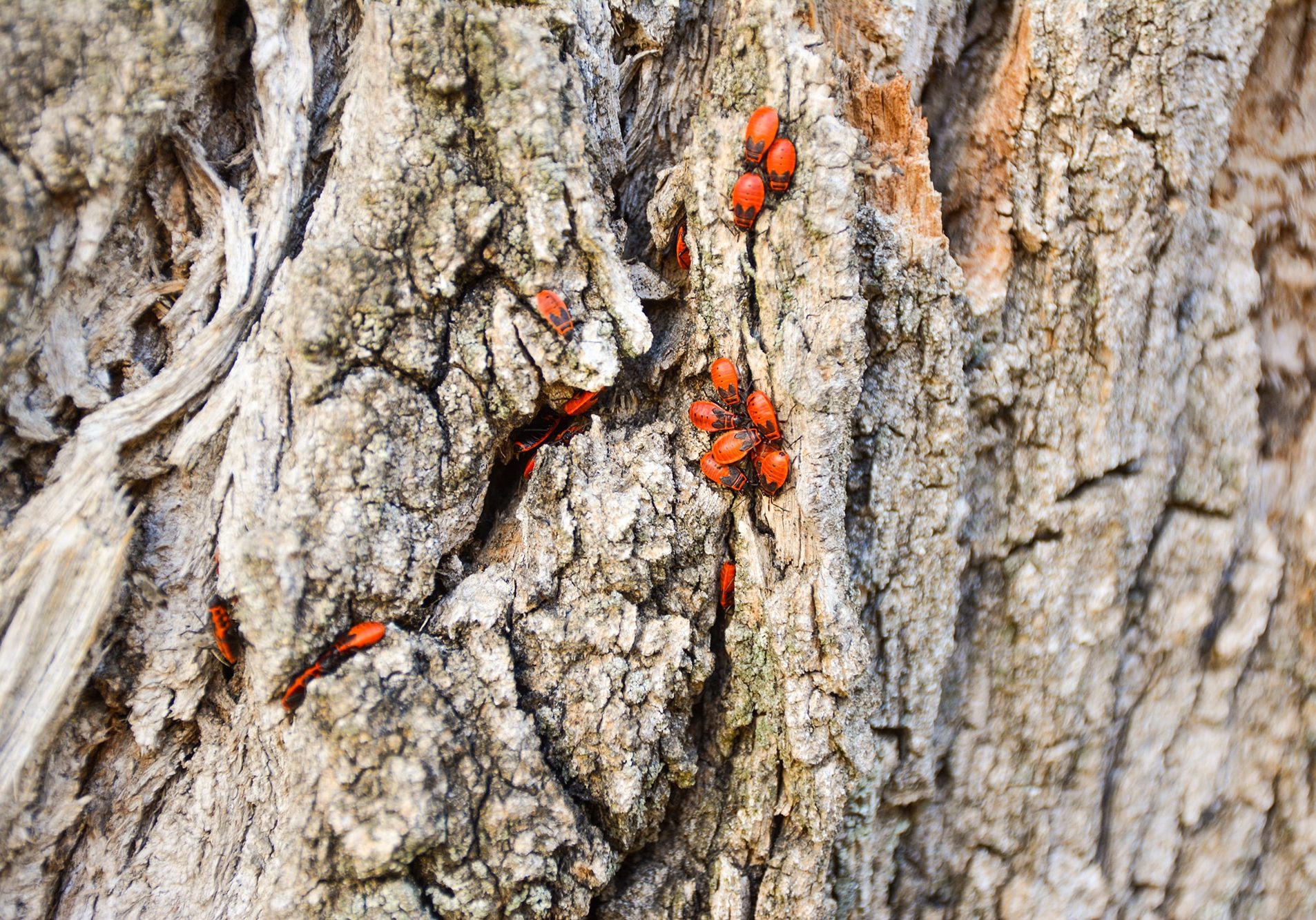 firebug beetles hide in tree holes.