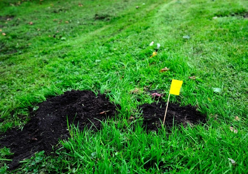 Flag markers showing the position of newly set mole traps Flag markers showing the position of newly set mole traps