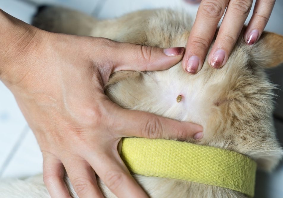 Woman hand picking a tick sucking blood on dog skin