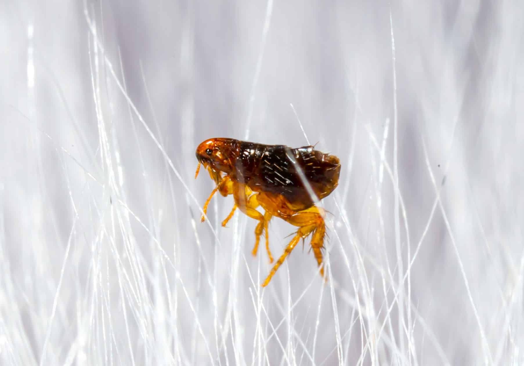 Cat flea on an animal host, highlighting its small, wingless form and reddish-brown color.