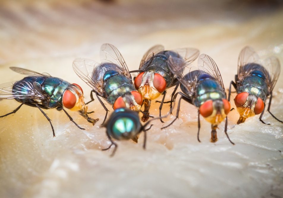 Close,Up,Of,Many,Fly,Or,Bluebottle,Eating,Dried,Fish Close up of many fly or bluebottle eating dried fish