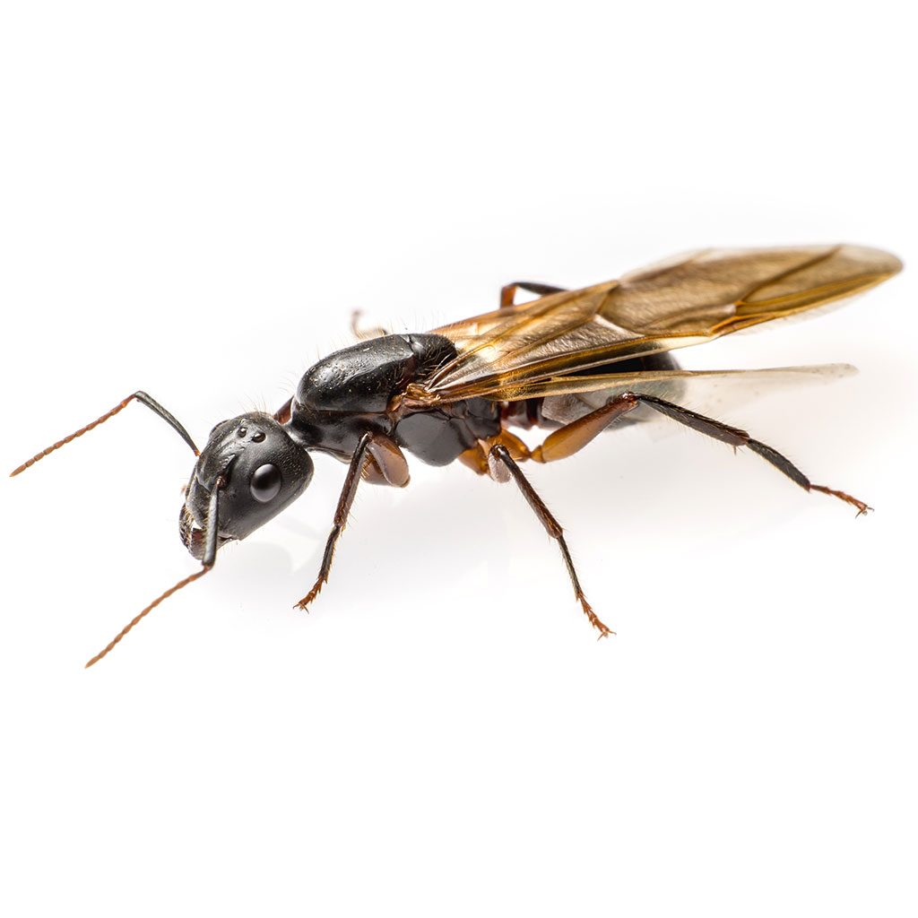 Winged Carpenter ant